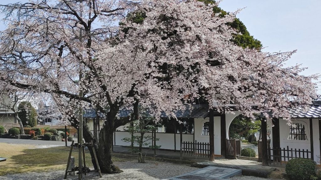 名古屋市香積院桜